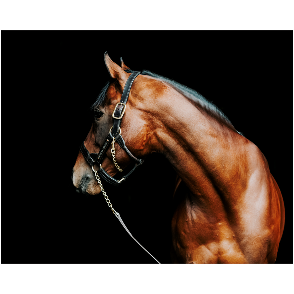 American Pharoah Series 5, Print