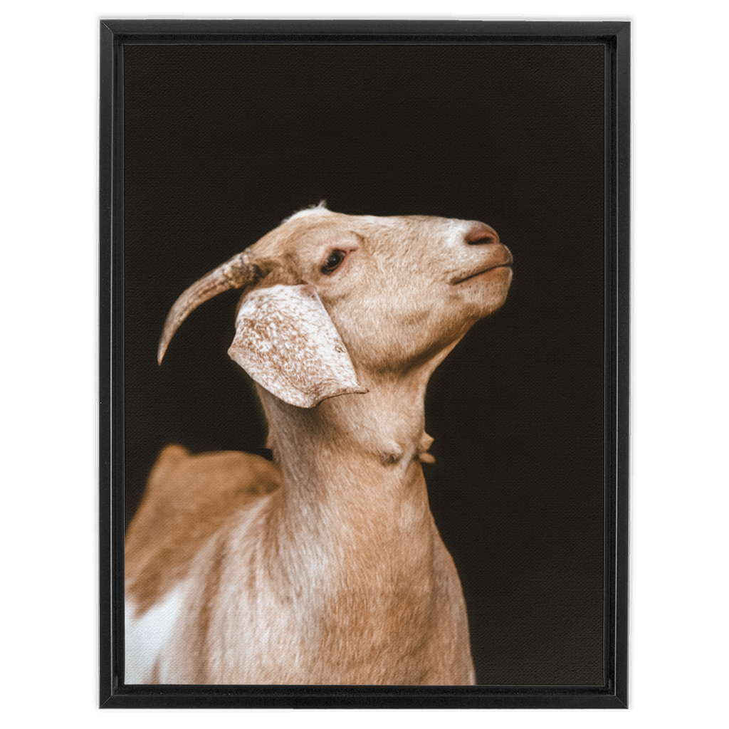 Happy Goat Series 2, Framed Canvas