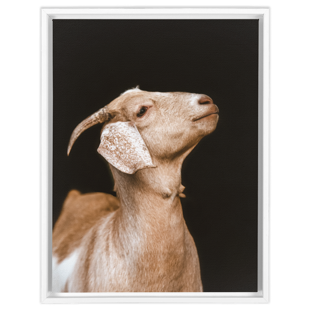 Happy Goat Series 2, Framed Canvas