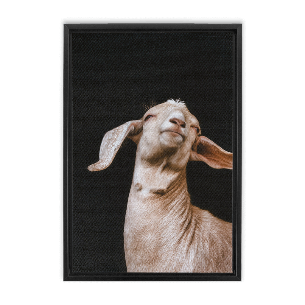 Happy Goat Series 1, Framed Canvas