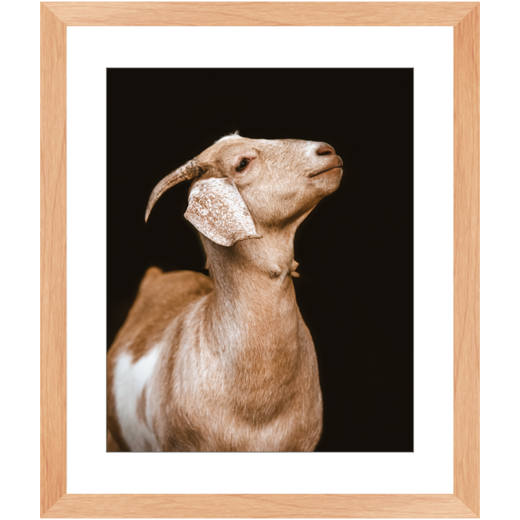Happy Goat Series 2, Framed Print
