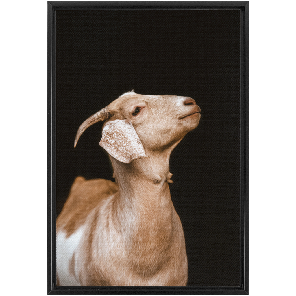 Happy Goat Series 2, Framed Canvas