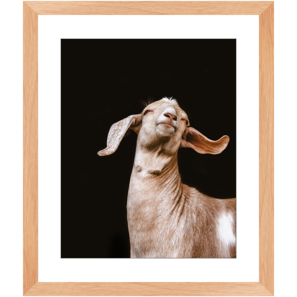 Happy Goat Series 1, Framed Print