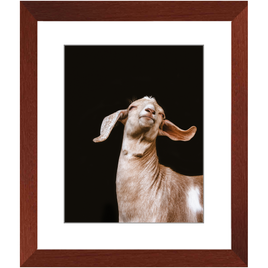 Happy Goat Series 1, Framed Print