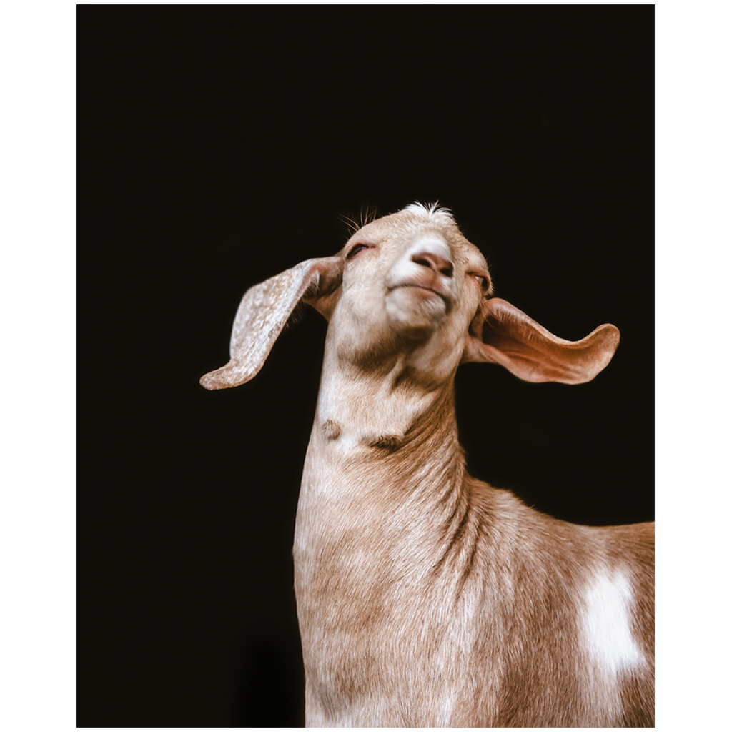 Happy Goat
