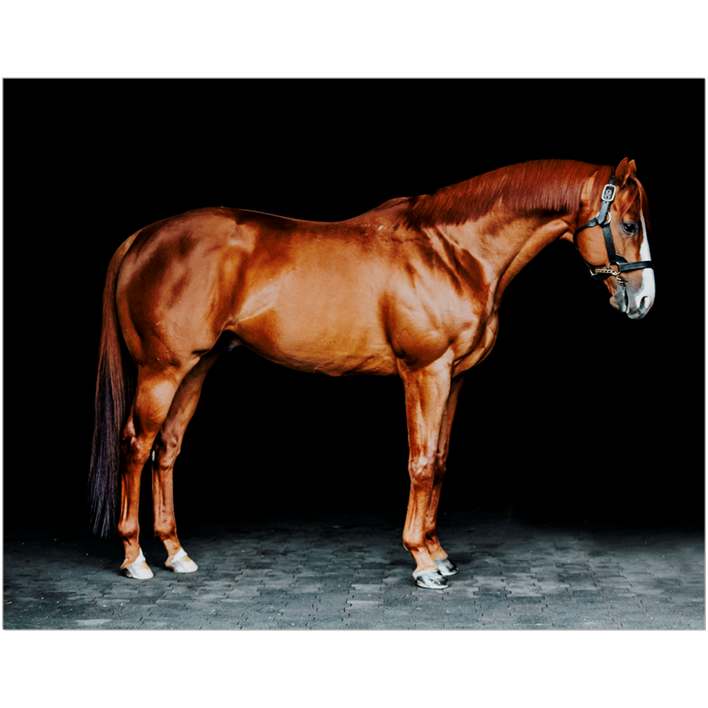 Justify Series 6, Print