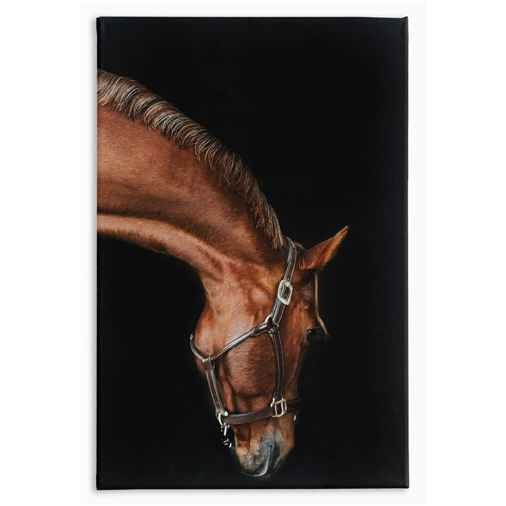 Django Series 6, Stretched Canvas