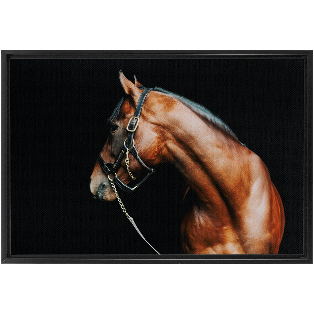 American Pharoah Series 5, Framed Canvas