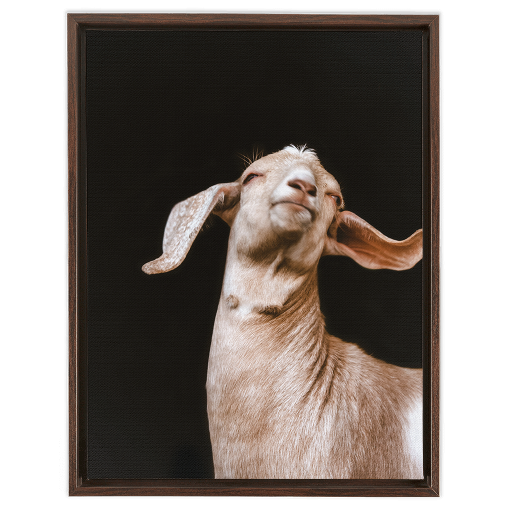 Happy Goat Series 1, Framed Canvas