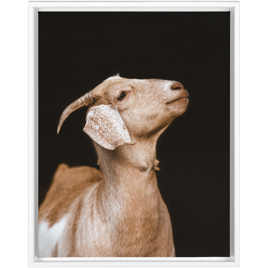 Happy Goat Series 2, Framed Canvas