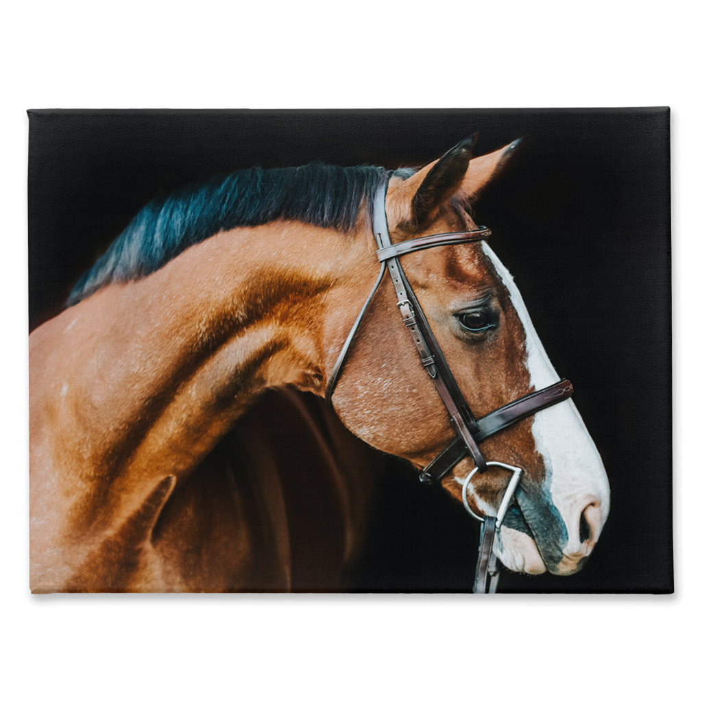 Huntsman Series 3, Canvas