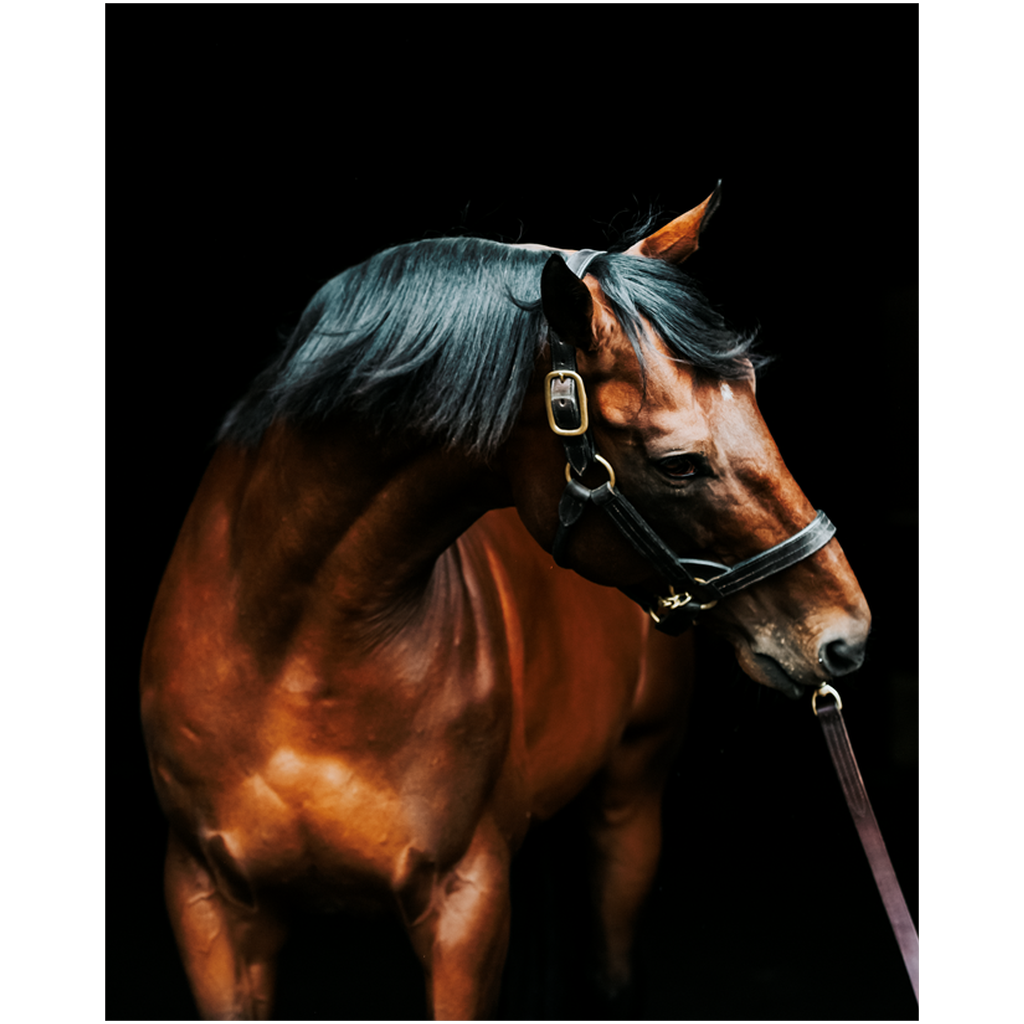American Pharoah Series 3, Print