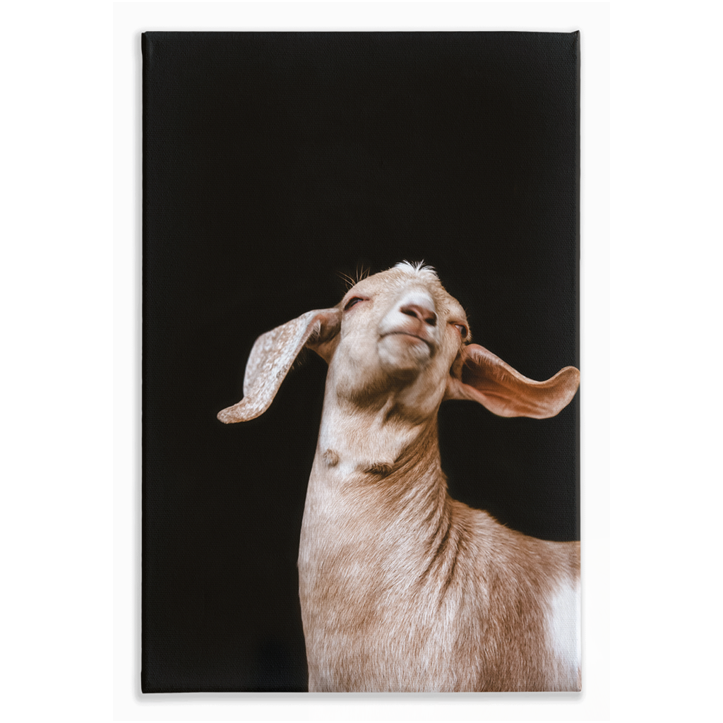 Happy Goat Series 1, Stretched Canvas