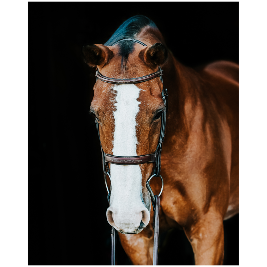 Huntsman Series 6, Print