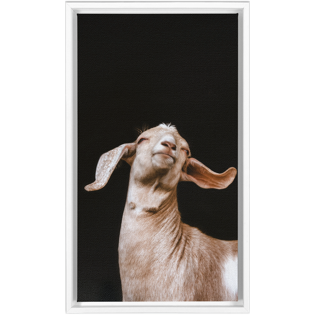 Happy Goat Series 1, Framed Canvas