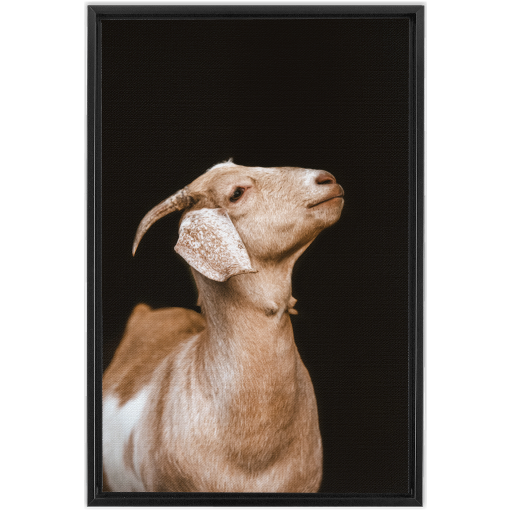 Happy Goat Series 2, Framed Canvas