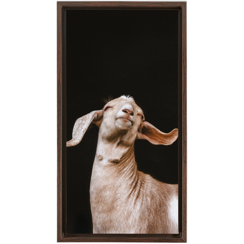 Happy Goat Series 1, Framed Canvas