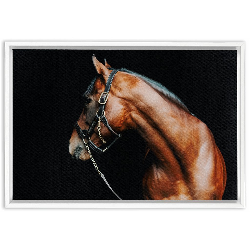 American Pharoah Series 5, Framed Canvas
