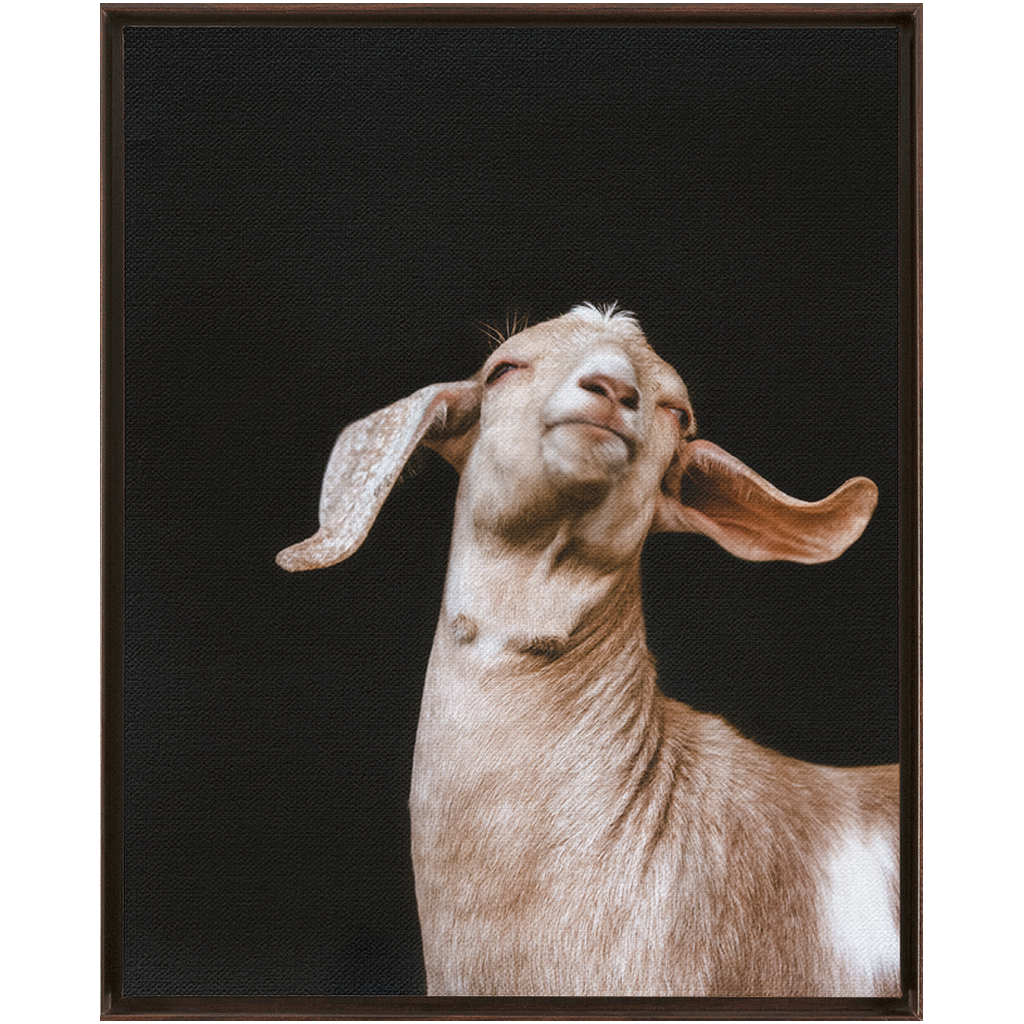 Happy Goat Series 1, Framed Canvas