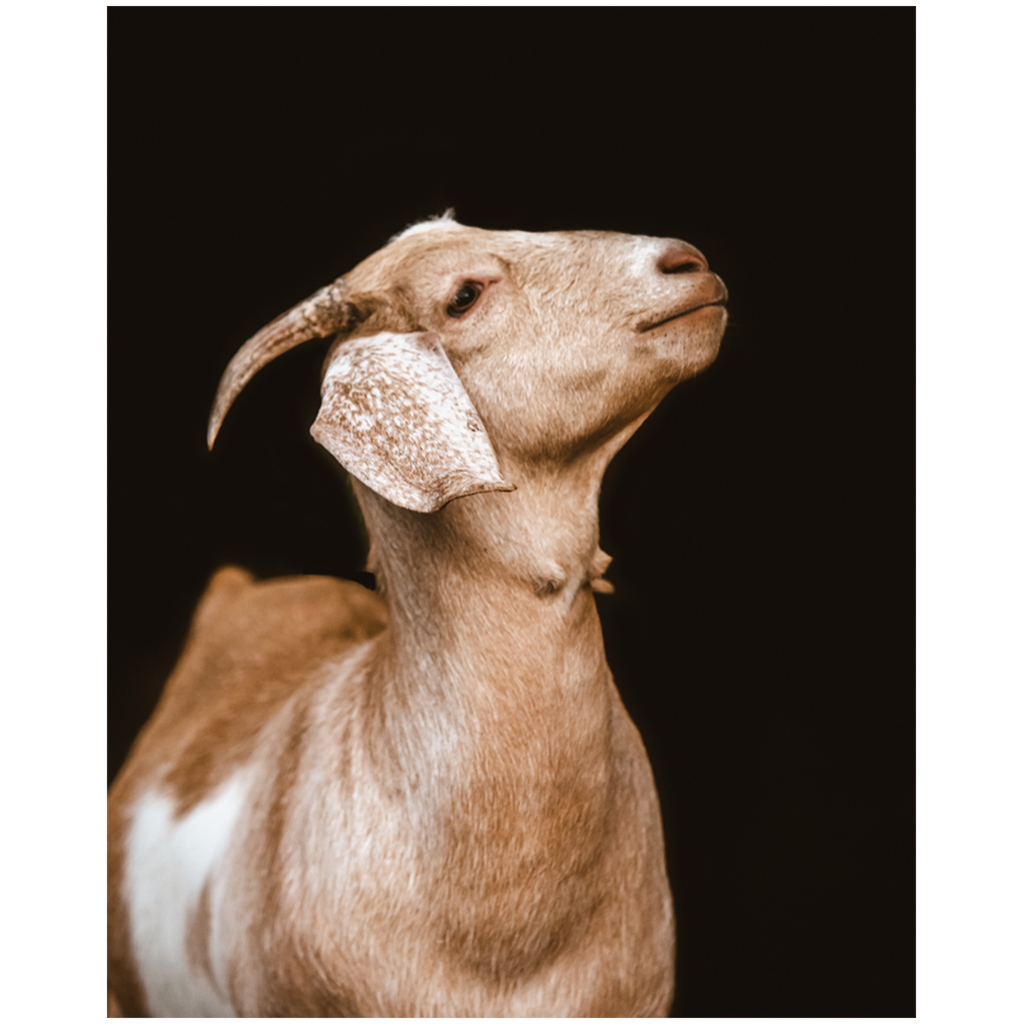 Happy Goat Series 2
