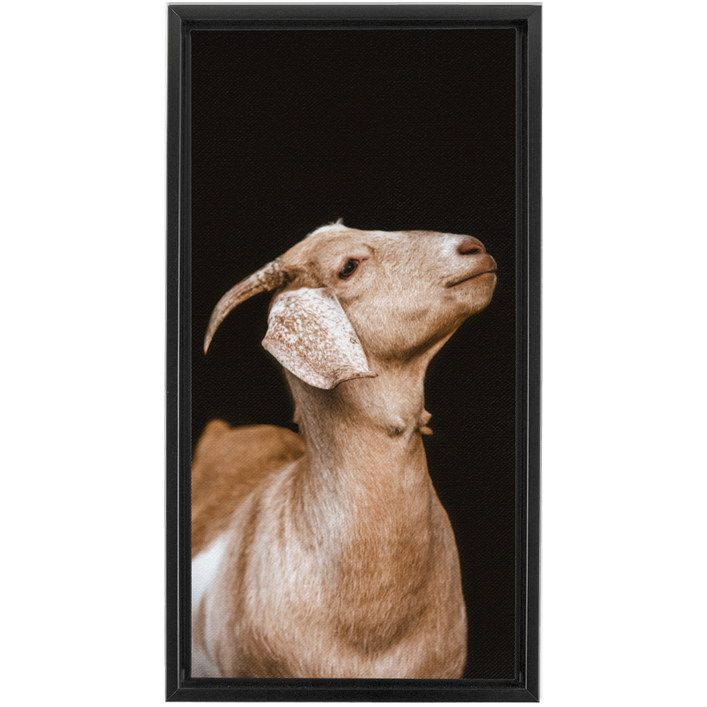 Happy Goat Series 2, Framed Canvas