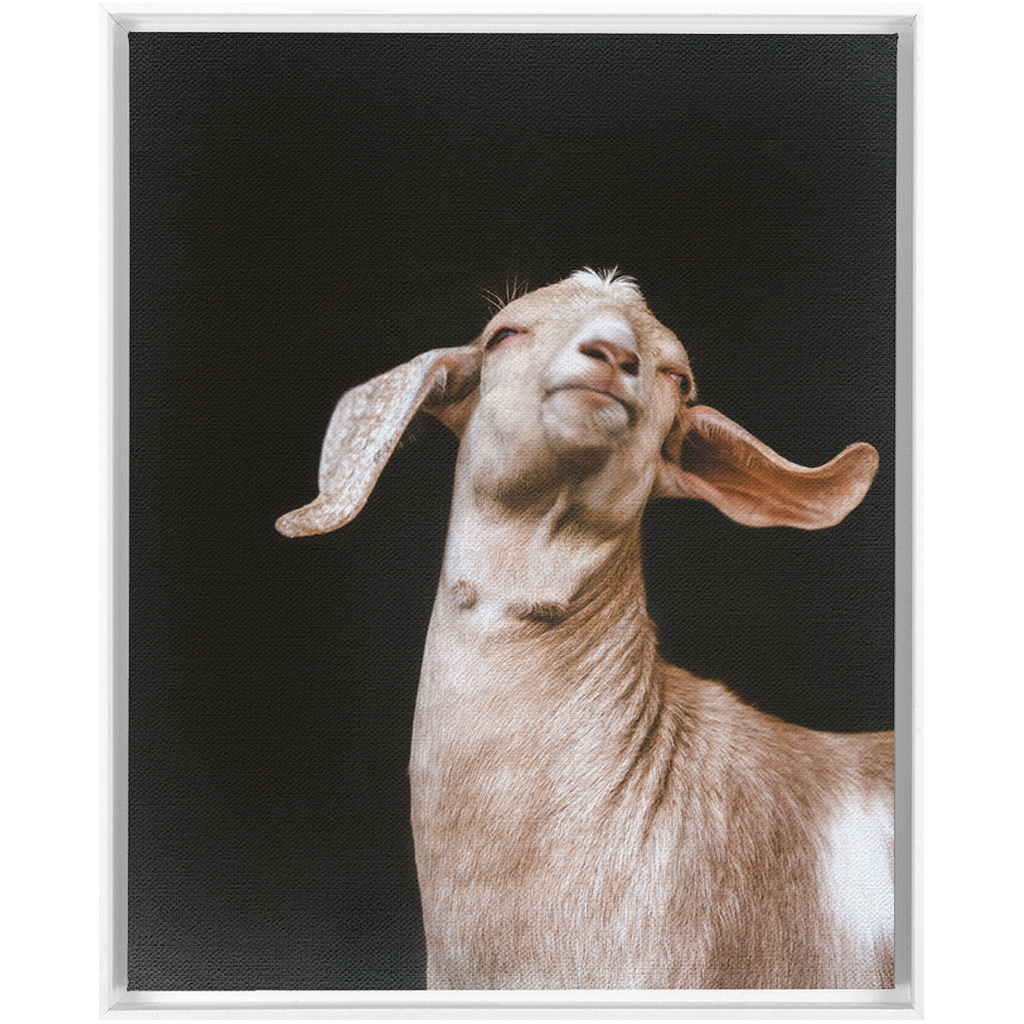 Happy Goat Series 1, Framed Canvas