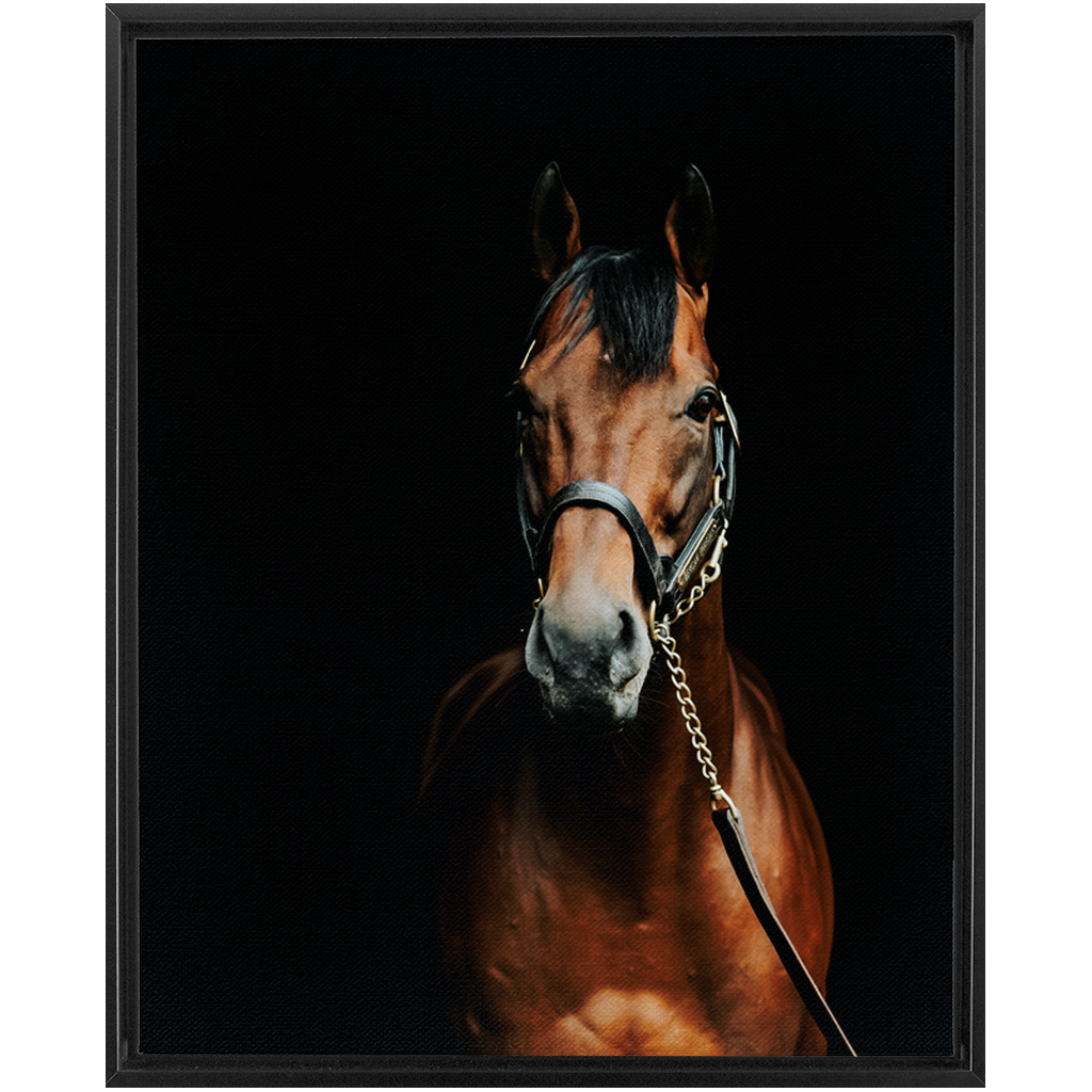 American Pharoah Series 4, Framed Canvas