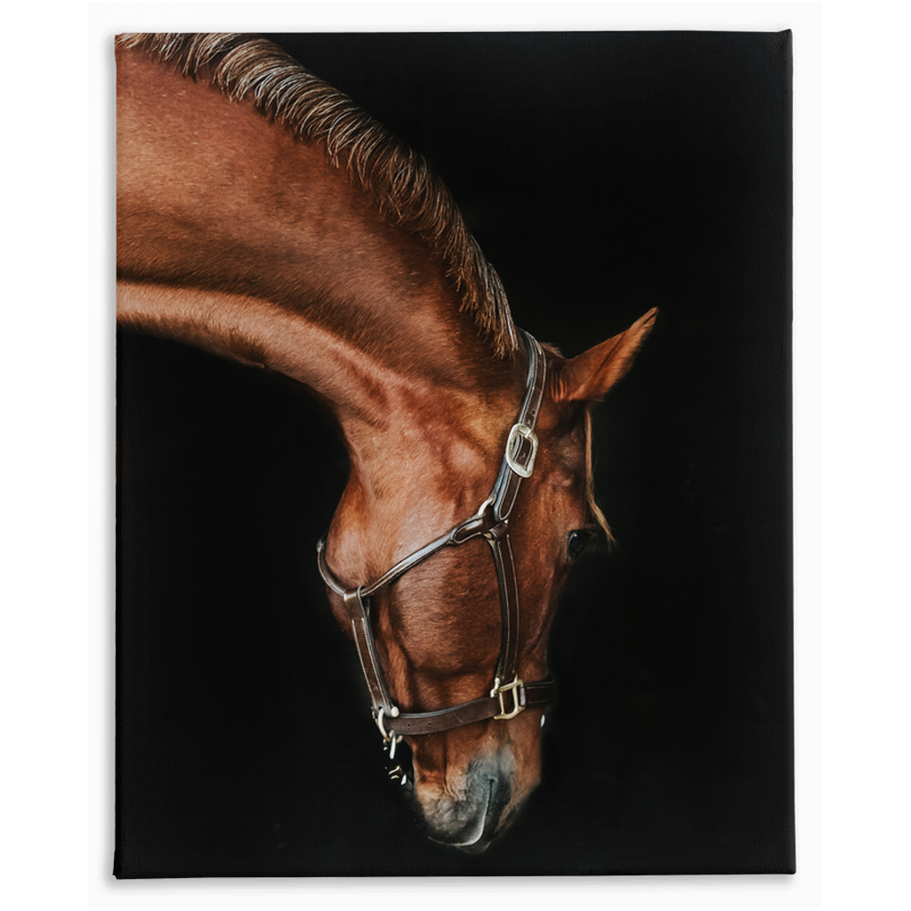 Django Series 6, Stretched Canvas