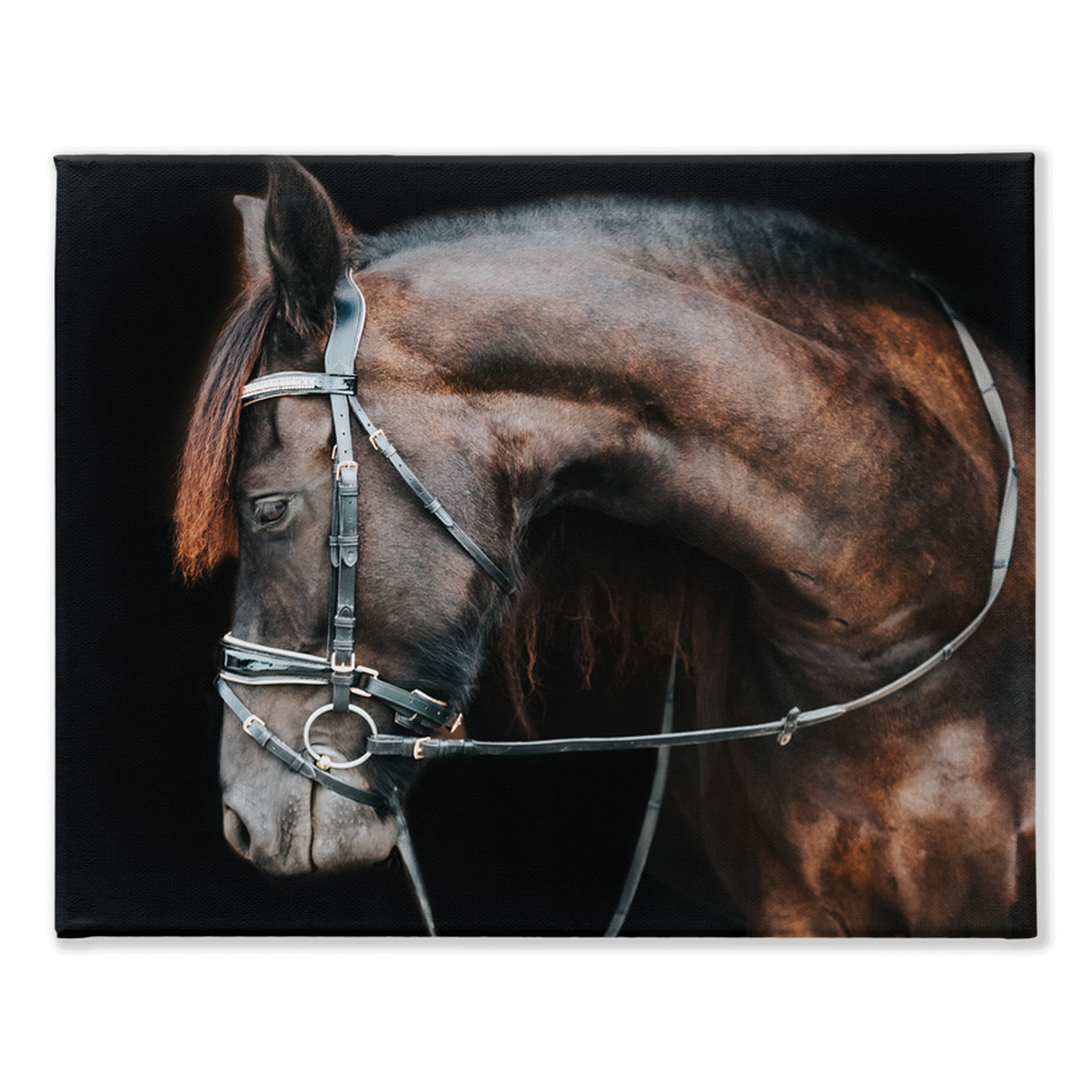 Regal Series 1, Stretched Canvas
