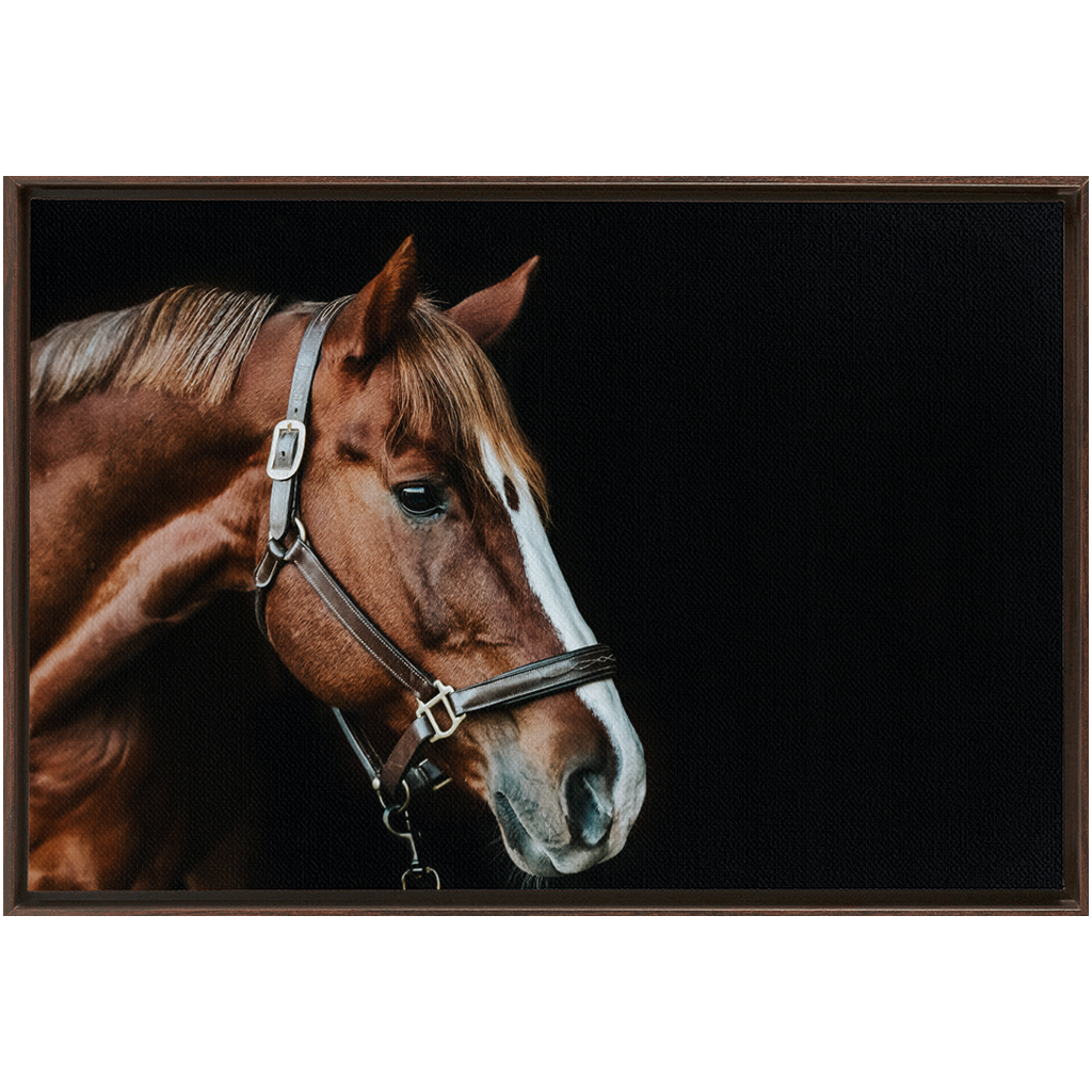 Django Series 5, Framed Canvas