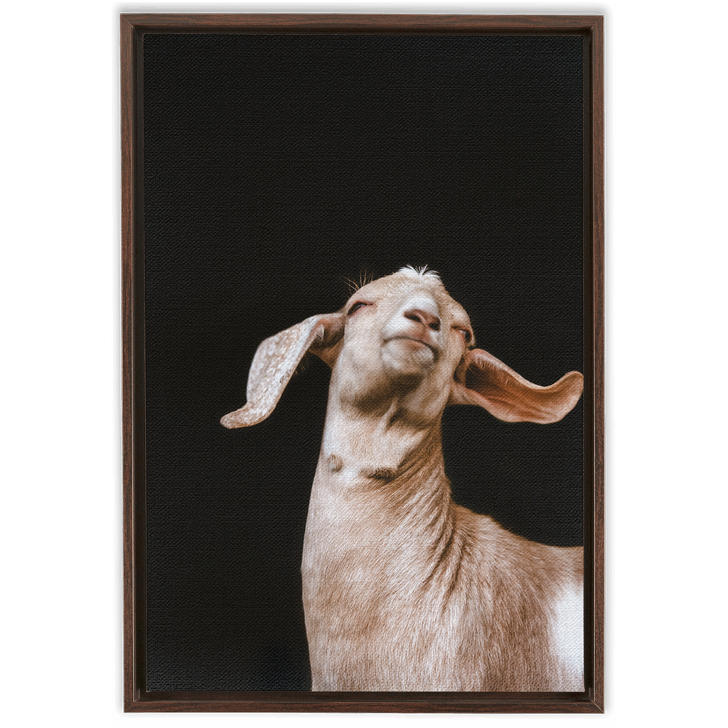 Happy Goat Series 1, Framed Canvas