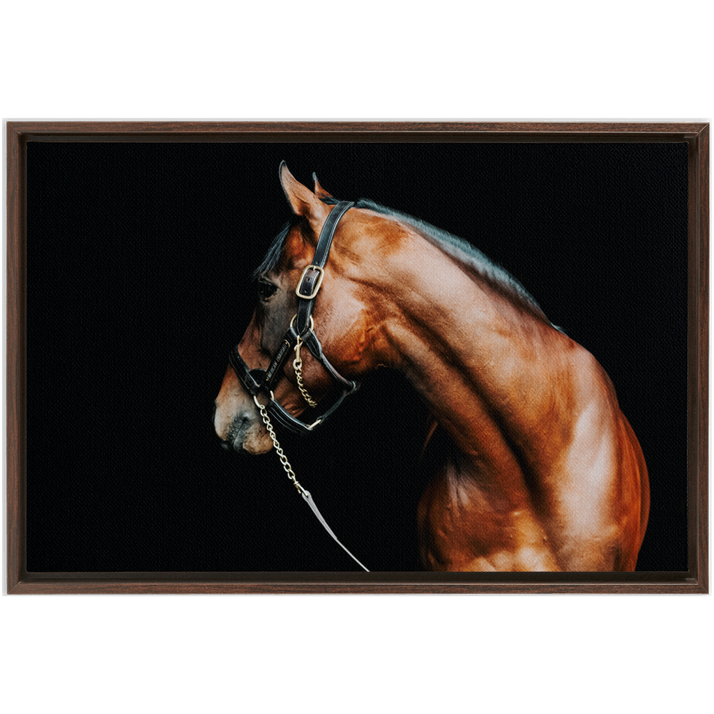 American Pharoah Series 5, Framed Canvas