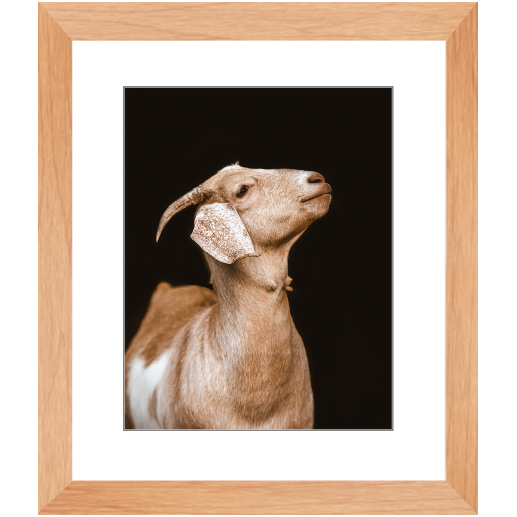 Happy Goat Series 2, Framed Print