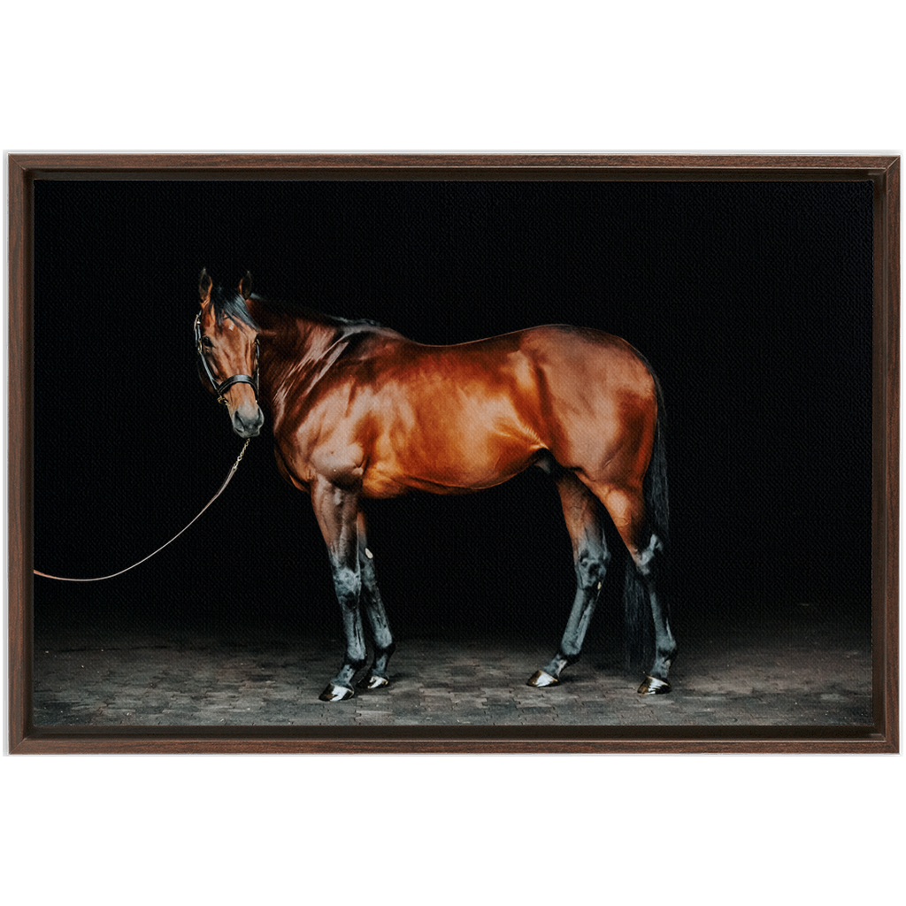 American Pharoah Series 1, Framed Canvas