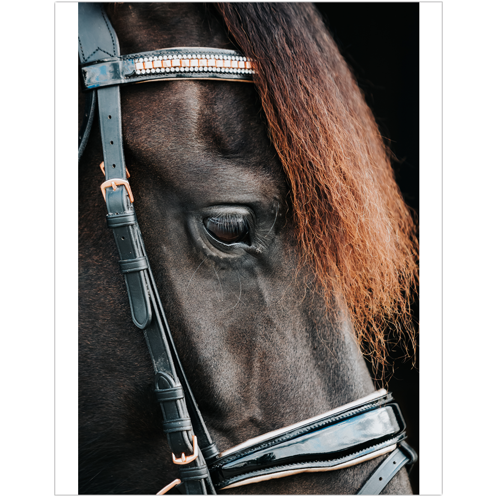 Regal Series 4, Print