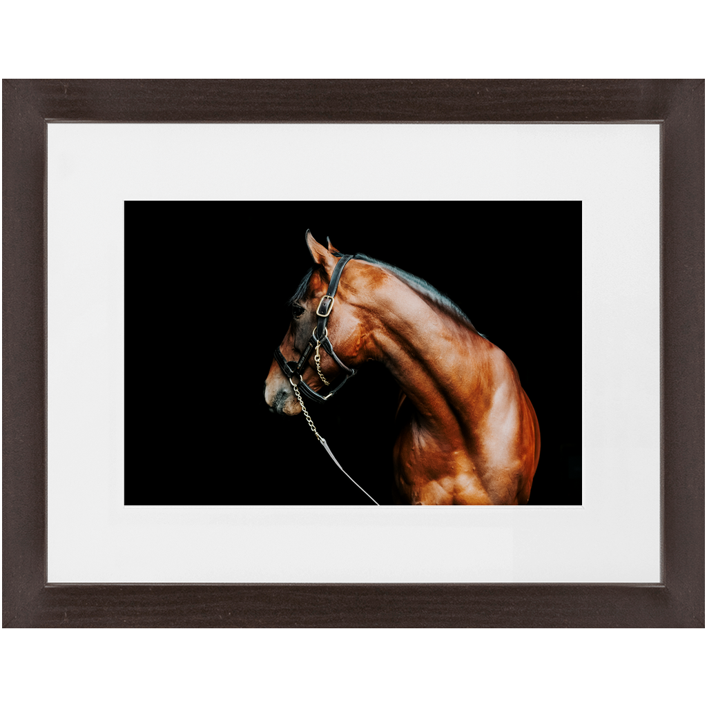 American Pharoah Series 5, Framed Print