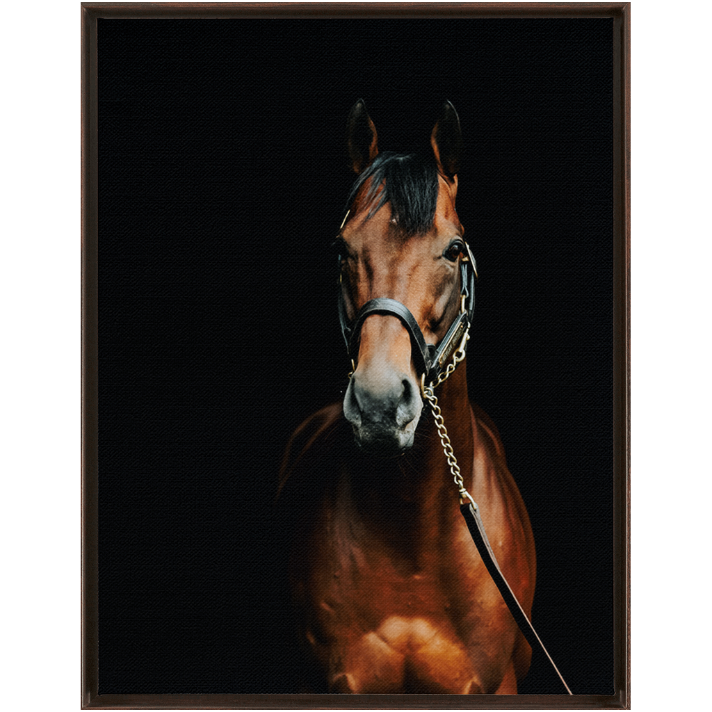 American Pharoah Series 4, Framed Canvas
