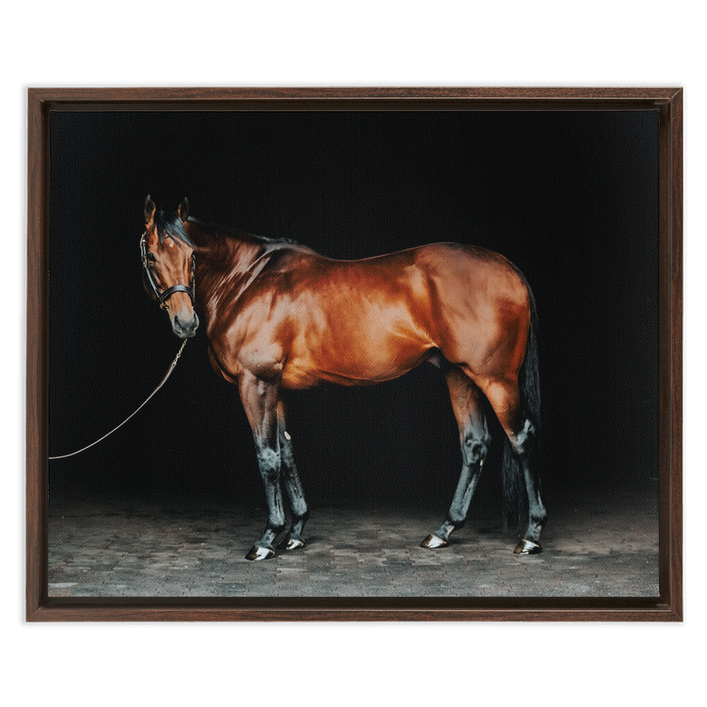 American Pharoah Series 1, Framed Canvas