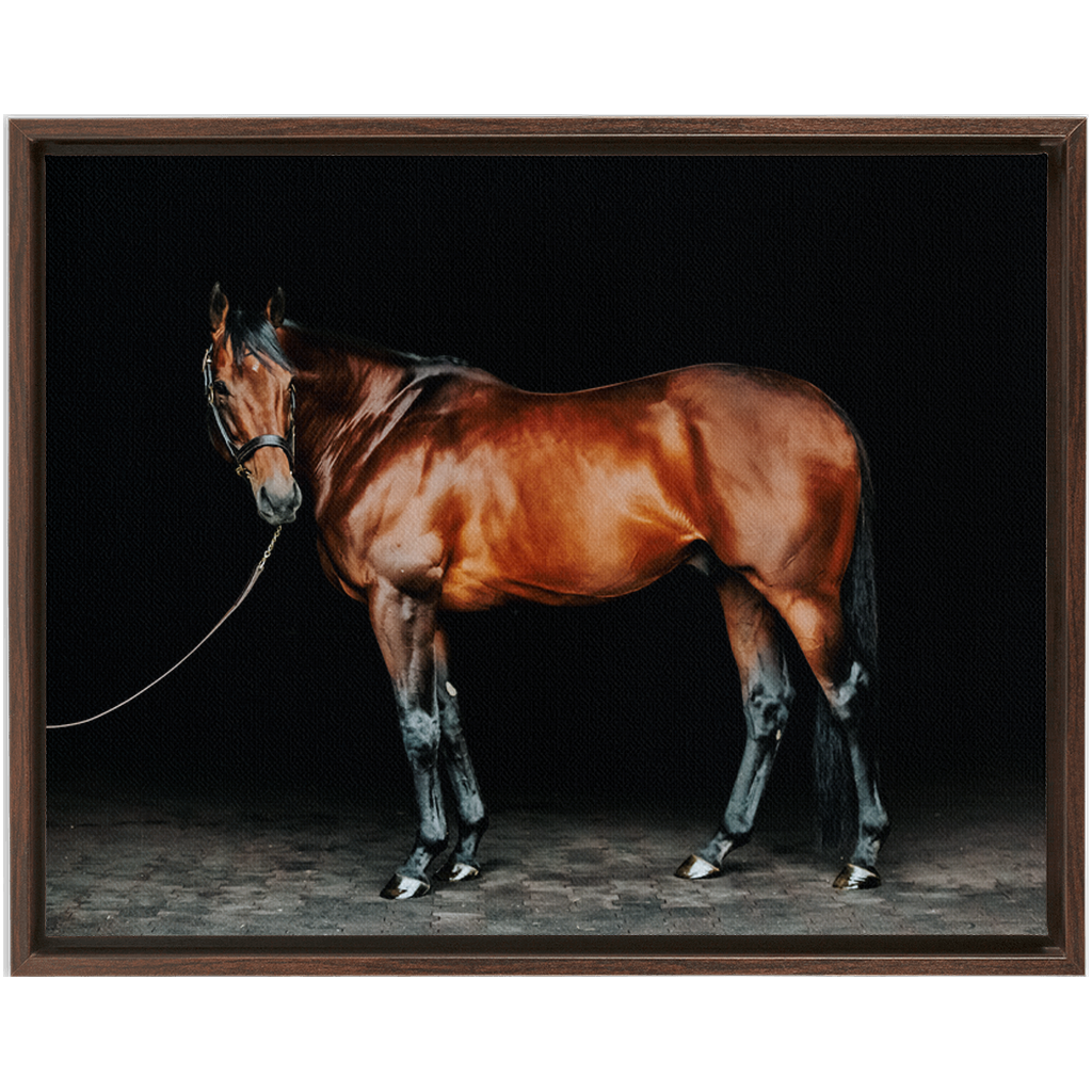 American Pharoah Series 1, Framed Canvas