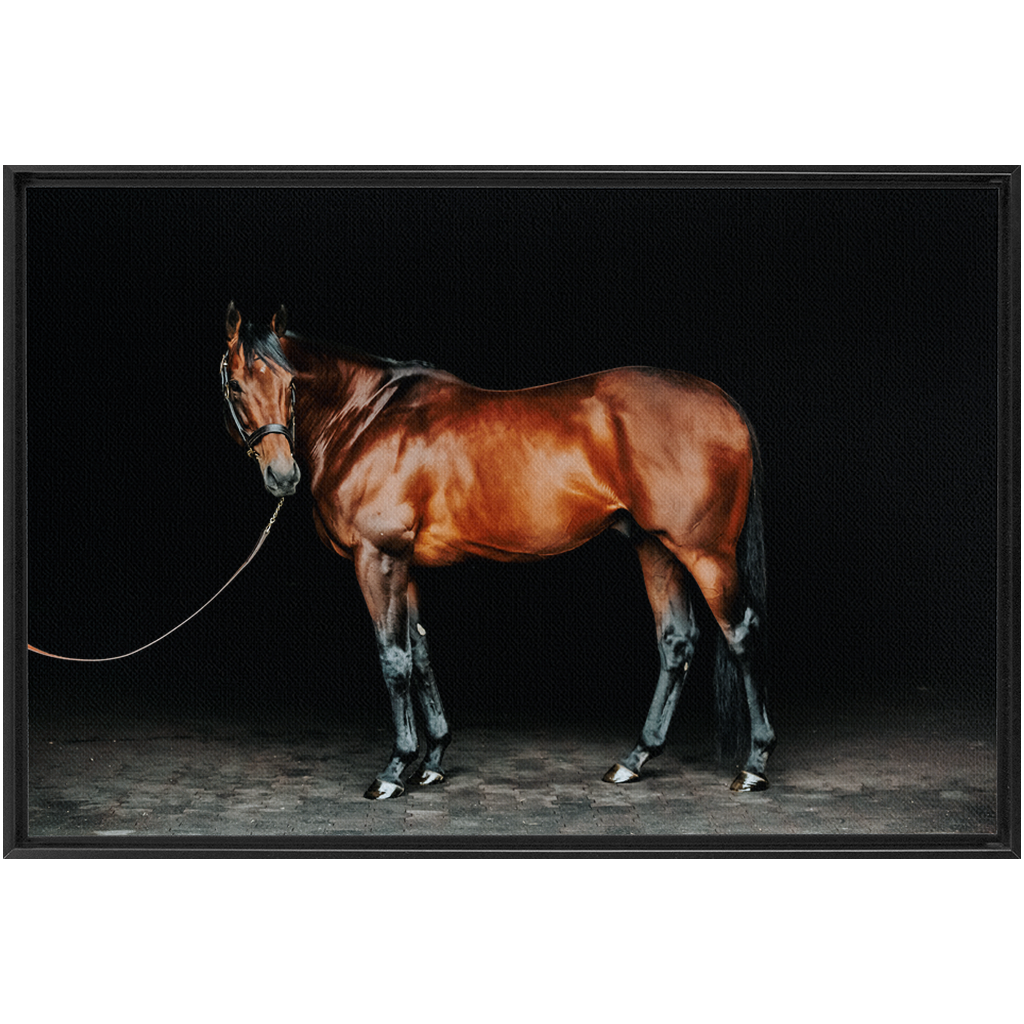 American Pharoah Series 1, Framed Canvas