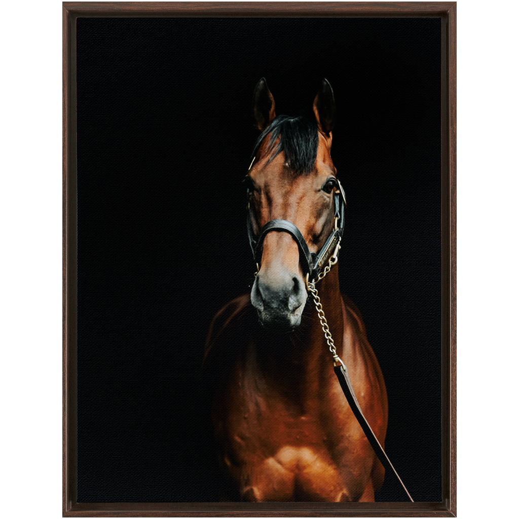 American Pharoah Series 4, Framed Canvas