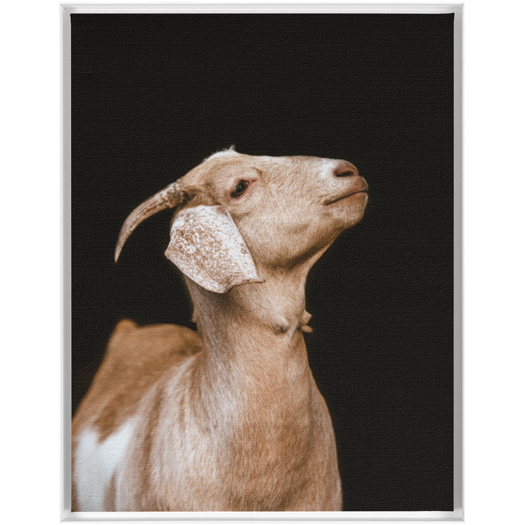 Happy Goat Series 2, Framed Canvas
