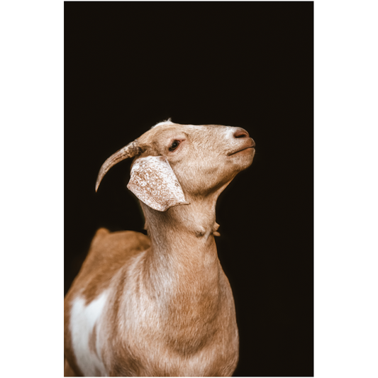 Happy Goat Series 2