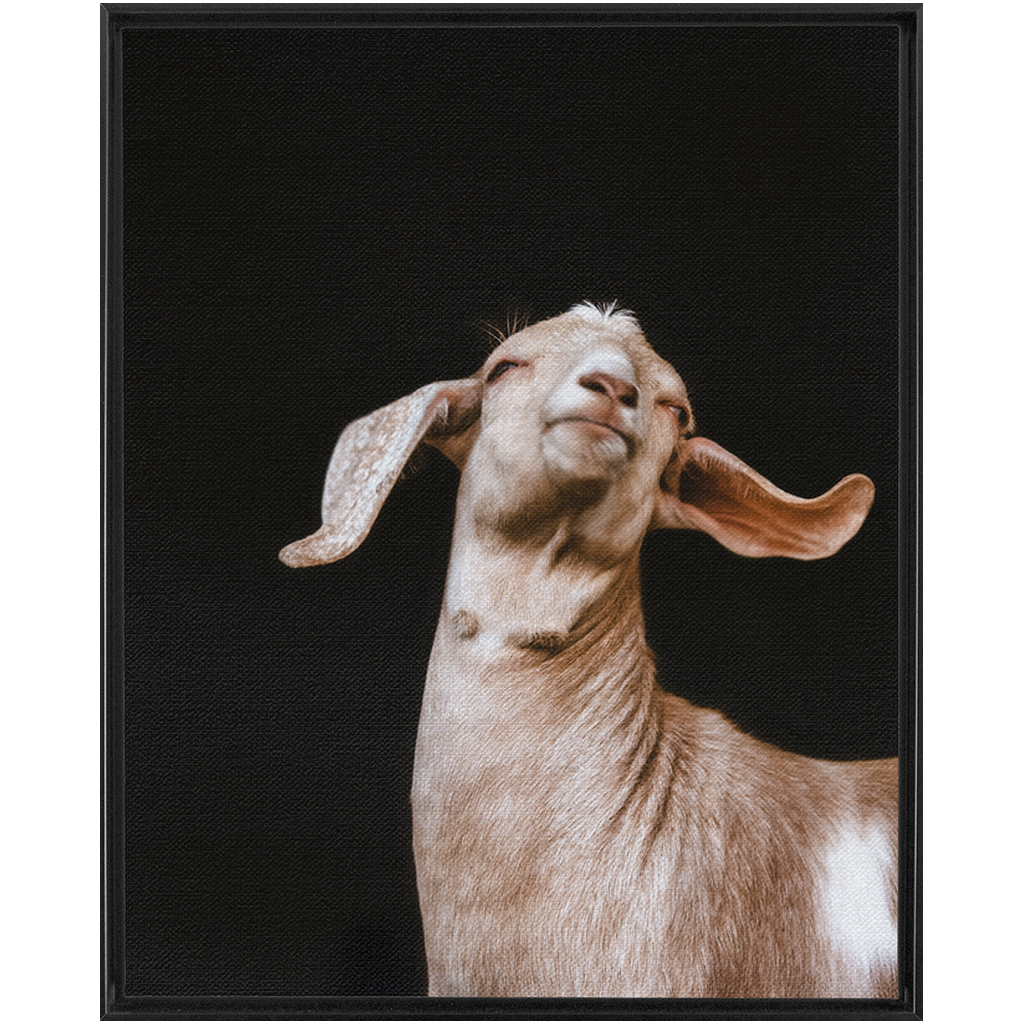 Happy Goat Series 1, Framed Canvas