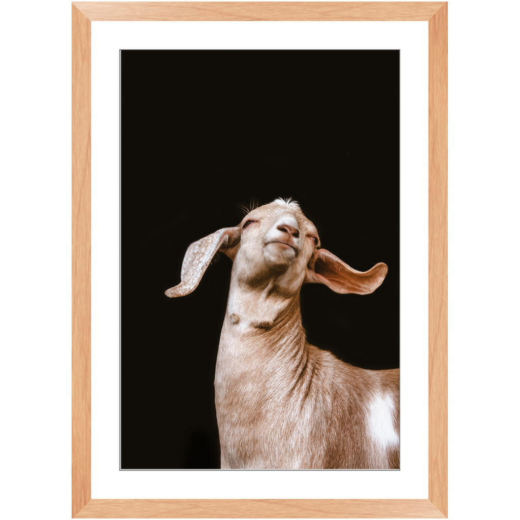 Happy Goat Series 1, Framed Print