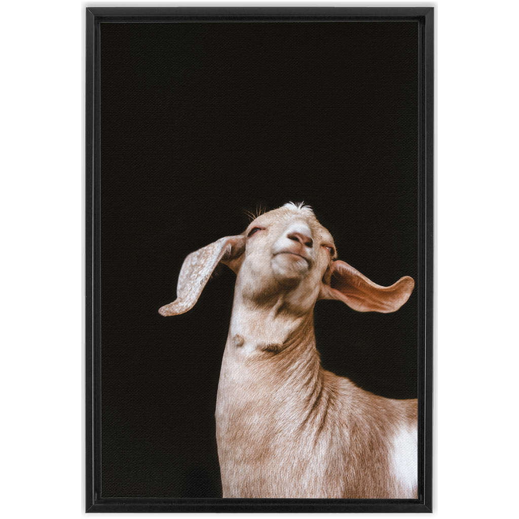 Happy Goat Series 1, Framed Canvas
