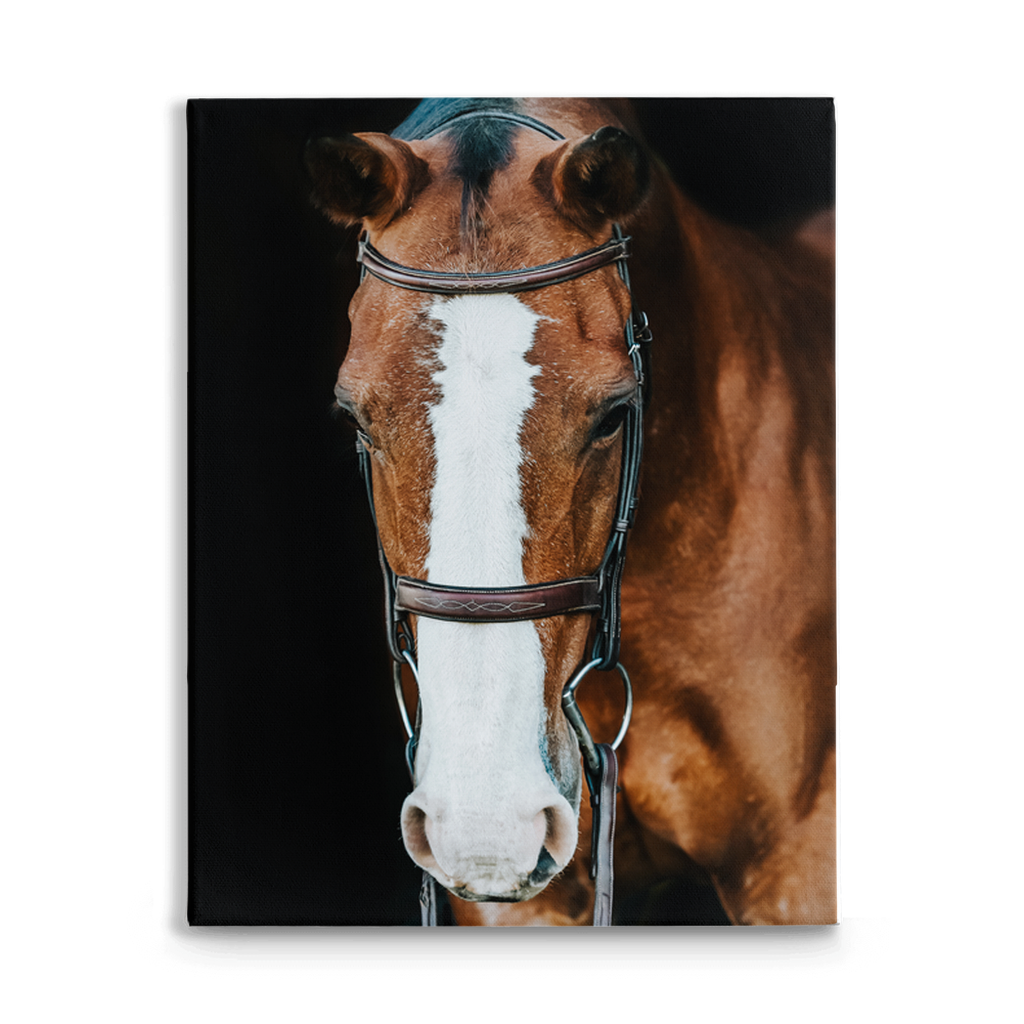 Huntsman Series 6, Stretched Canvas