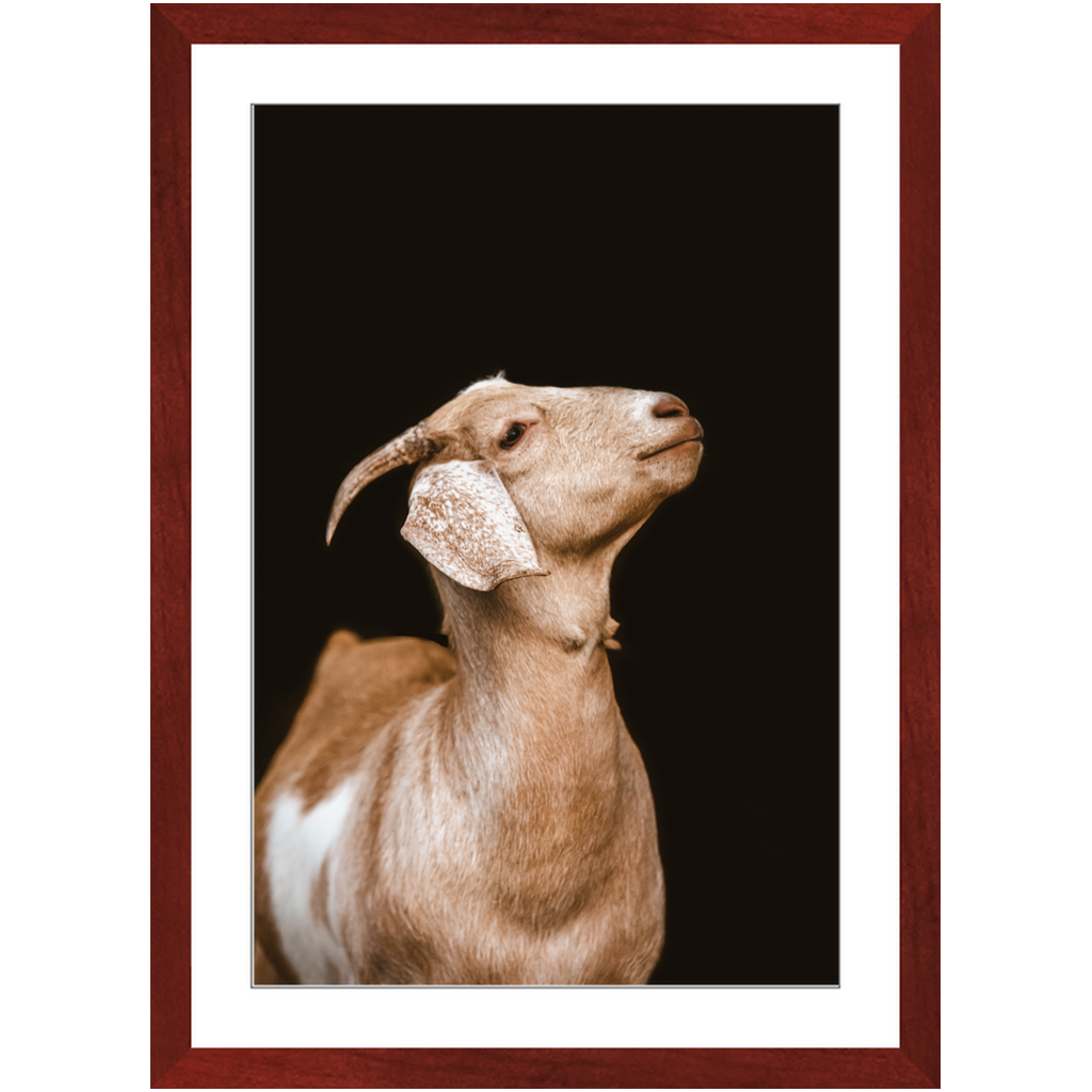 Happy Goat Series 2, Framed Print