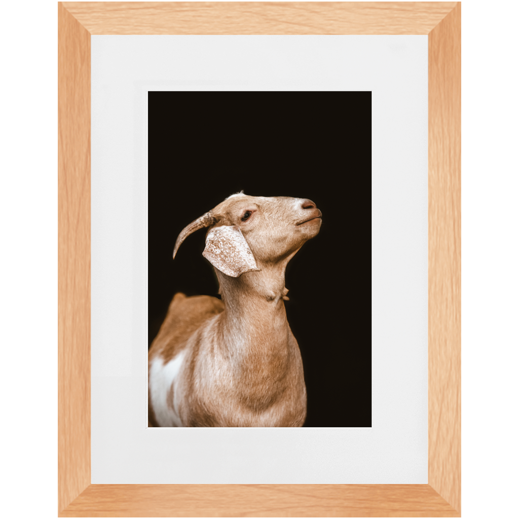 Happy Goat Series 2, Framed Print