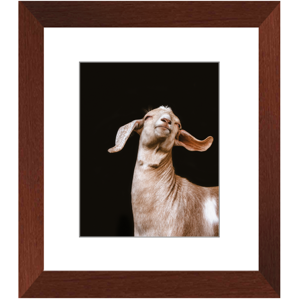 Happy Goat Series 1, Framed Print